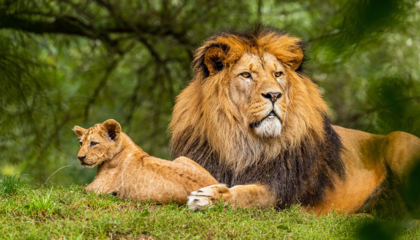 A lion with its cub