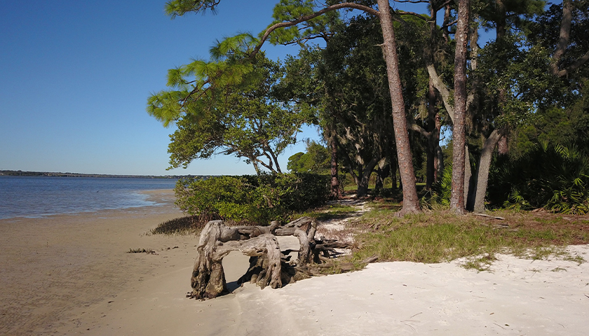 Shoreline in Tampa Bay, Florida