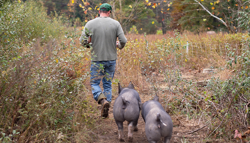 Man in gray tee and blue jeans walking in a field with two hogs behind him